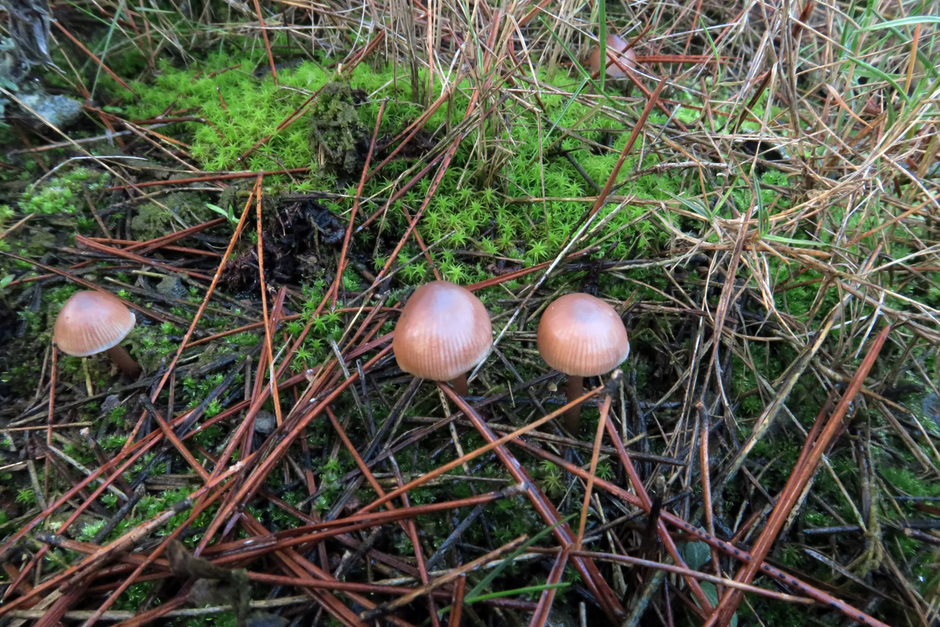 Mycena pura - 1 - IMG_0905
